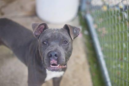 Enlarge Country Ham, a Adoptable mixed breed in Gainesville, FL image 1/1