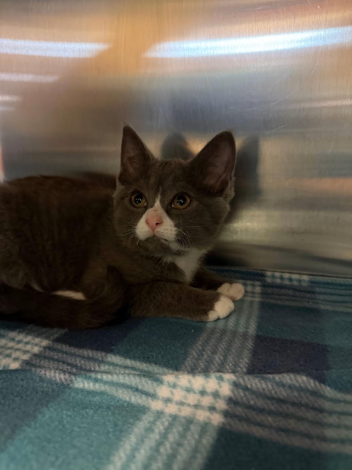 Enlarge Dolphin, a ADOPTABLE Domestic Short Hair in Sterling Heights, MI image 2/2