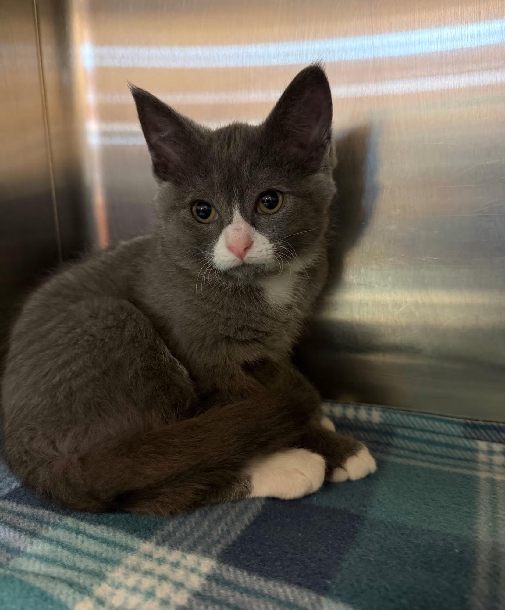 Dolphin, ADOPTABLE, Kitten Female Domestic Short Hair.