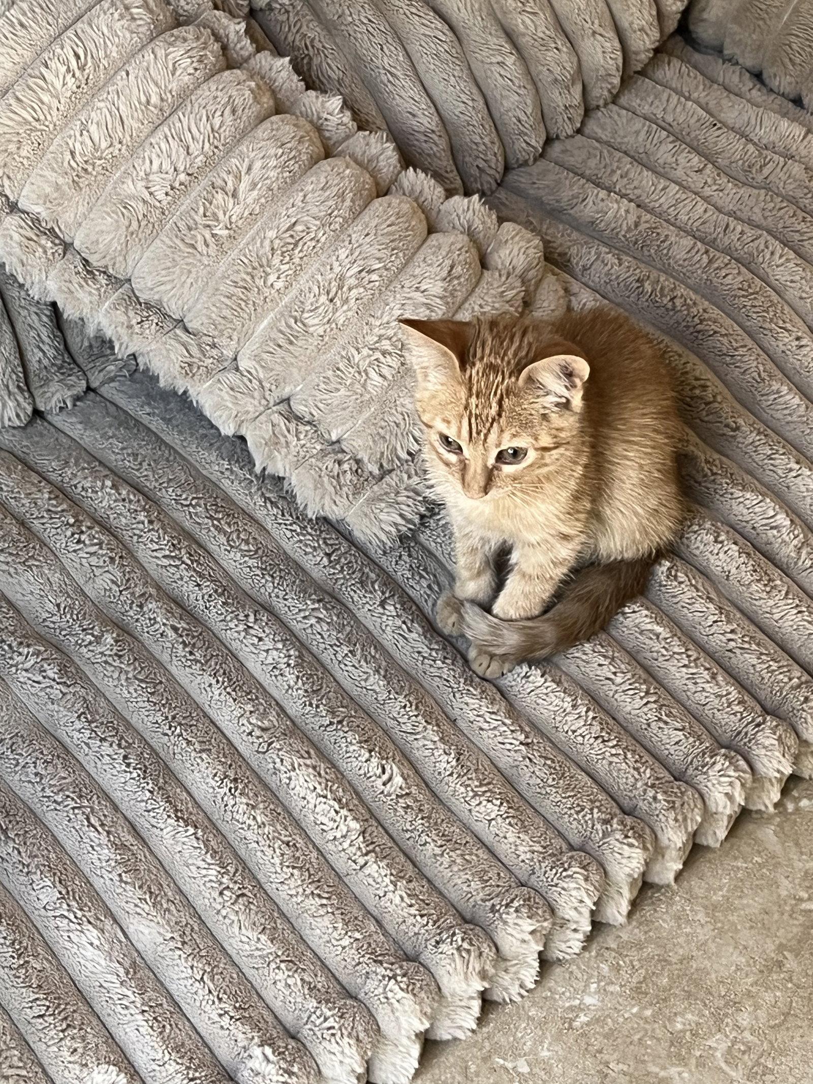 Mochi ( Cathy), Adoptable, Kitten Male Tabby.