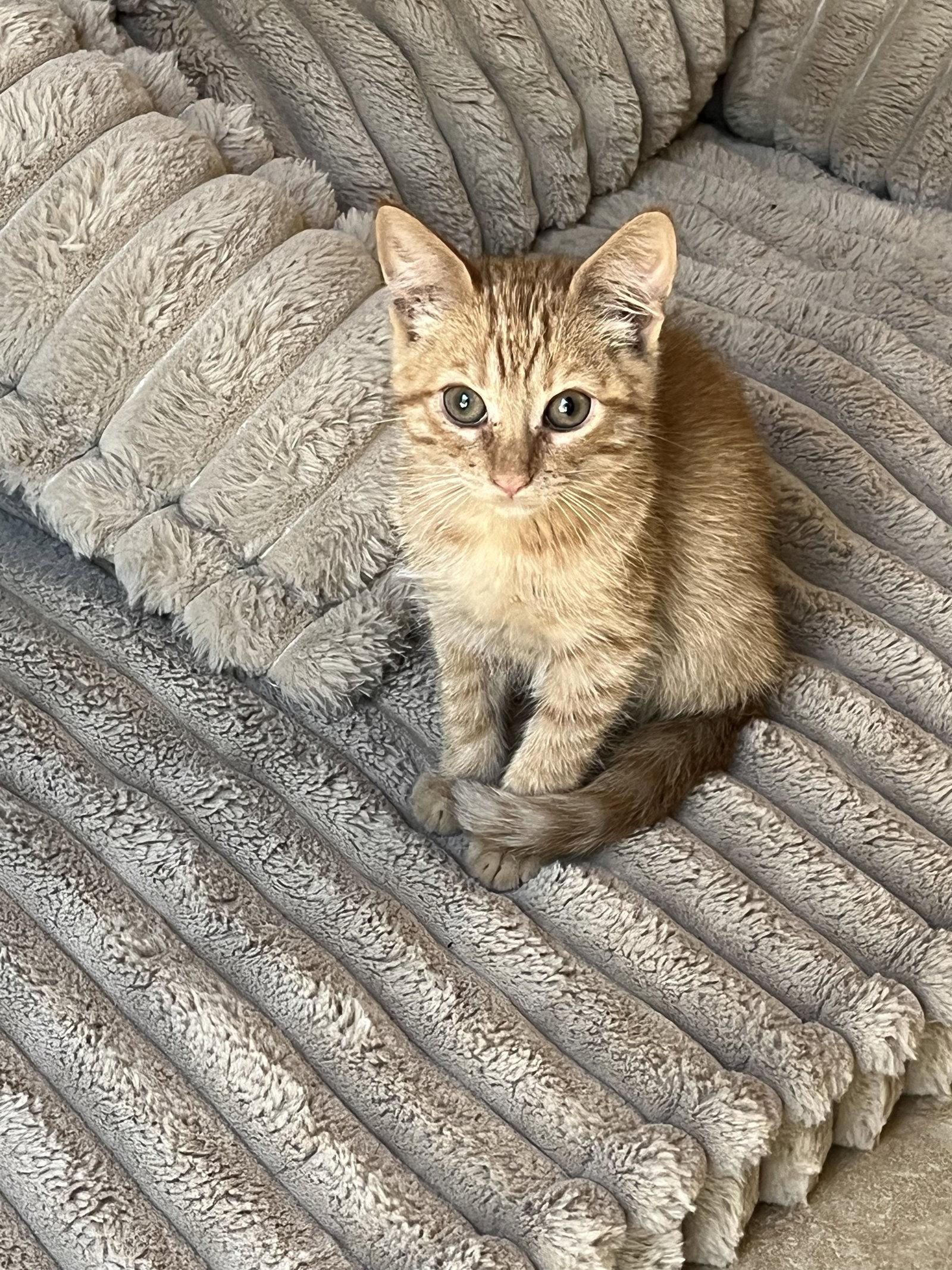 Mochi ( Cathy), a Adoptable Tabby in Vallejo, CA image 2/3