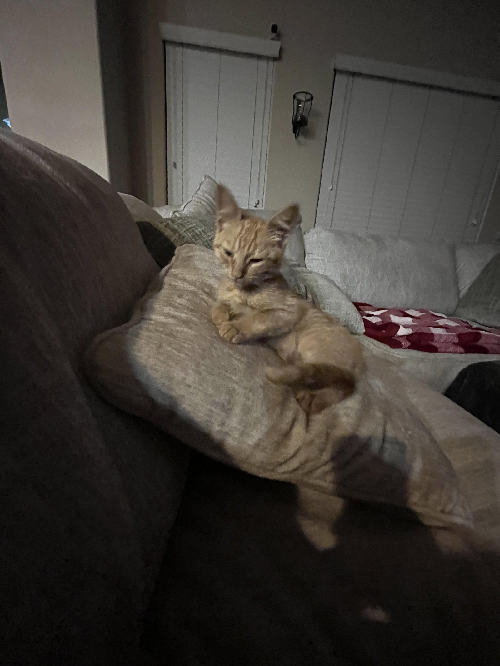 Mochi ( Cathy), a Adoptable Tabby in Vallejo, CA image 3/3
