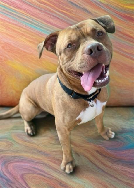 DR. PORKCHOP, Adoptable, Adult Male Pit Bull Terrier.
