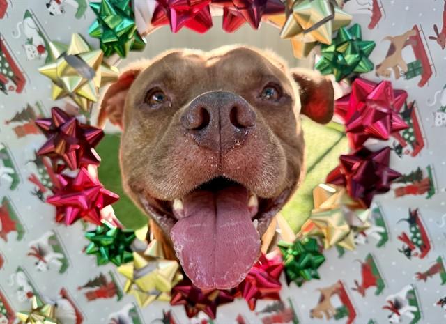 DR. PORKCHOP, Adoptable, Adult Male Pit Bull Terrier.