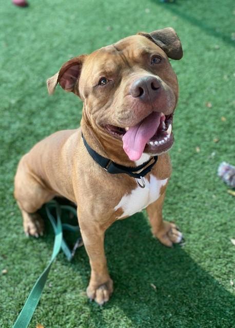 Enlarge DR. PORKCHOP, a Adoptable Pit Bull Terrier in Sarasota, FL image 1/1