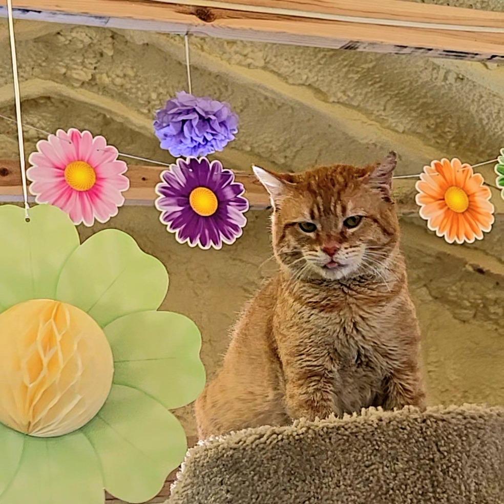 Hobbes, Adoptable, Adult Male Domestic Short Hair.