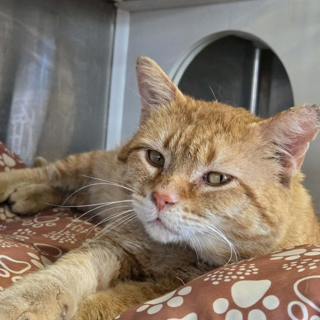 Hobbes, a Adoptable Domestic Short Hair in Park Falls, WI image 2/5