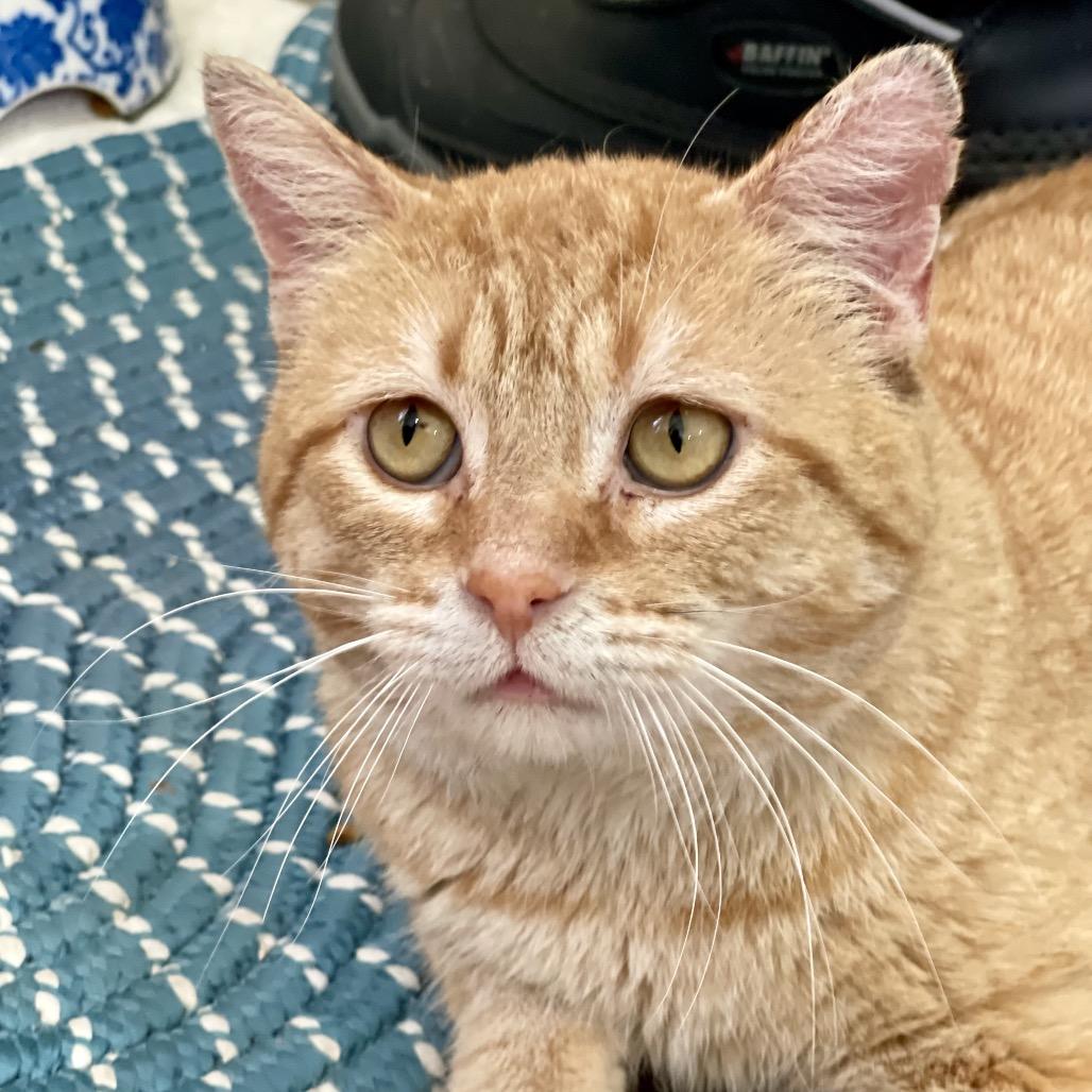 Hobbes, a Adoptable Domestic Short Hair in Park Falls, WI image 3/5