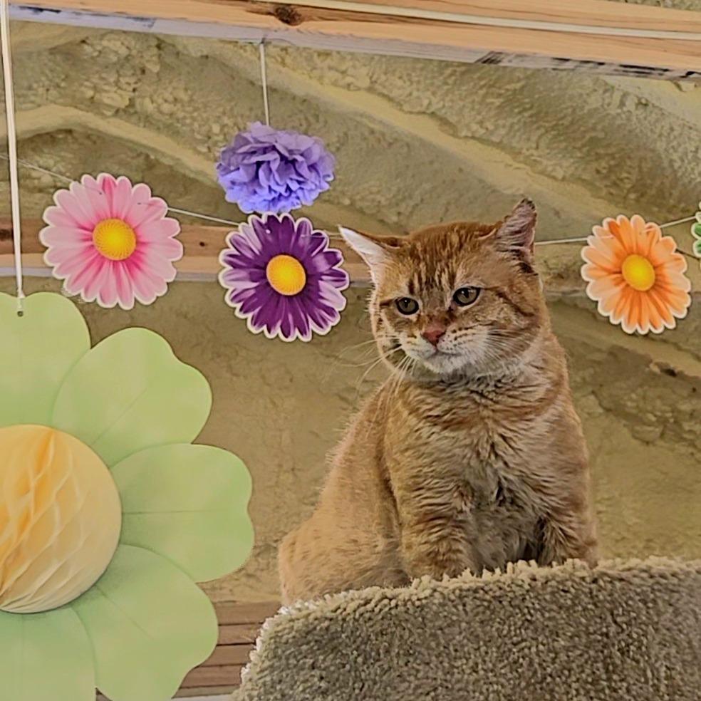 Hobbes, a Adoptable Domestic Short Hair in Park Falls, WI image 4/5