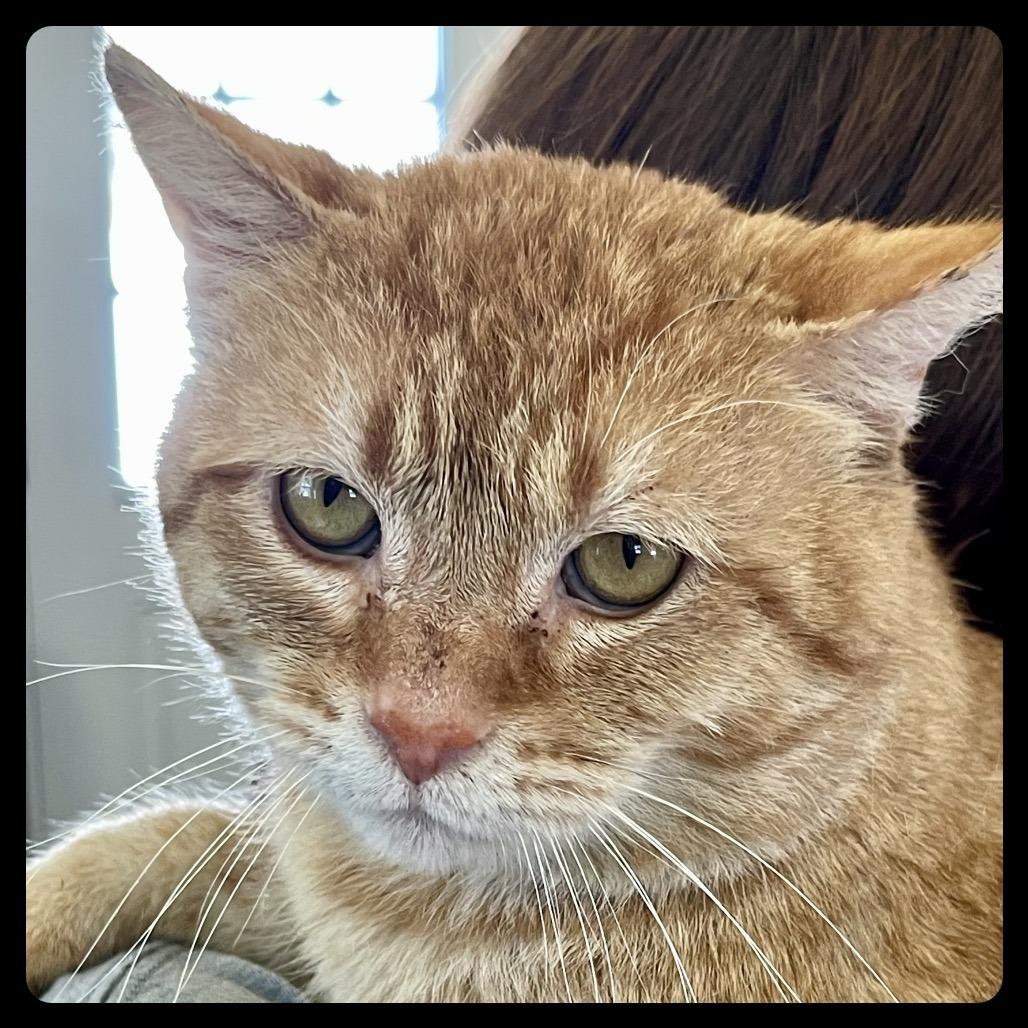 Hobbes, a Adoptable Domestic Short Hair in Park Falls, WI image 5/5