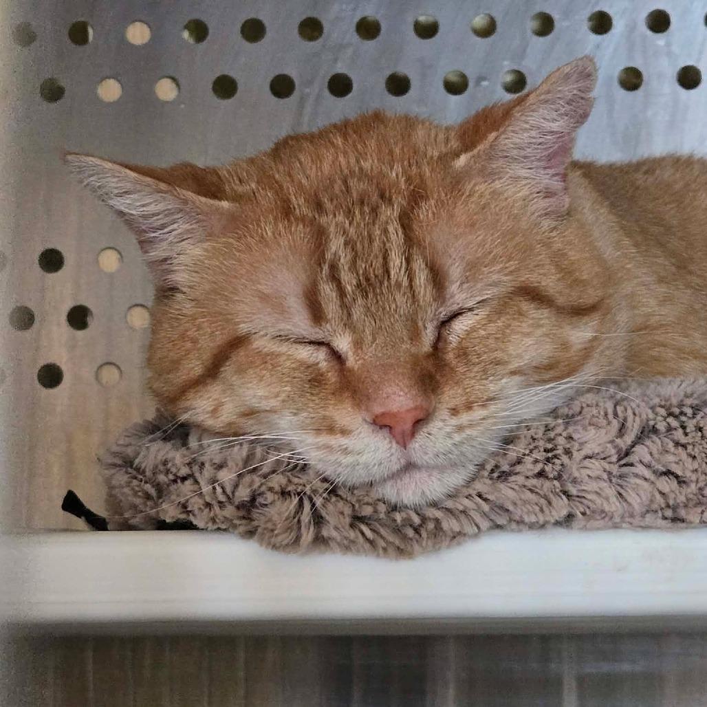 Enlarge Hobbes, a Adoptable Domestic Short Hair in Park Falls, WI image 6/6