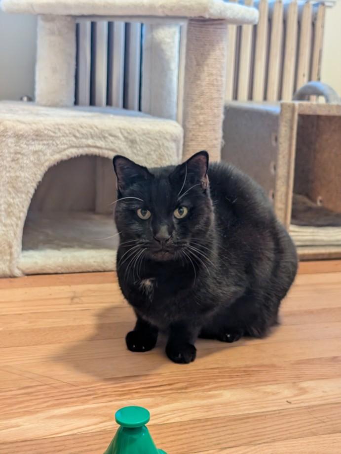 Enlarge WITCHY POO, a Adoptable Domestic Short Hair in Hagerstown, MD image 1/1
