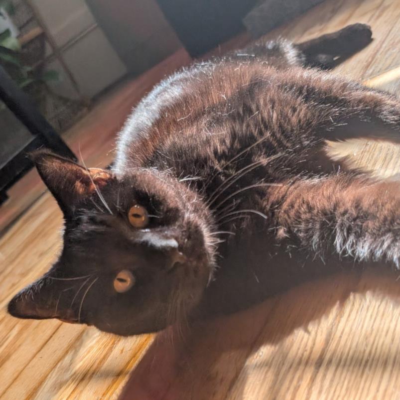 Enlarge WITCHY POO, a Adoptable Domestic Short Hair in Hagerstown, MD image 1/1