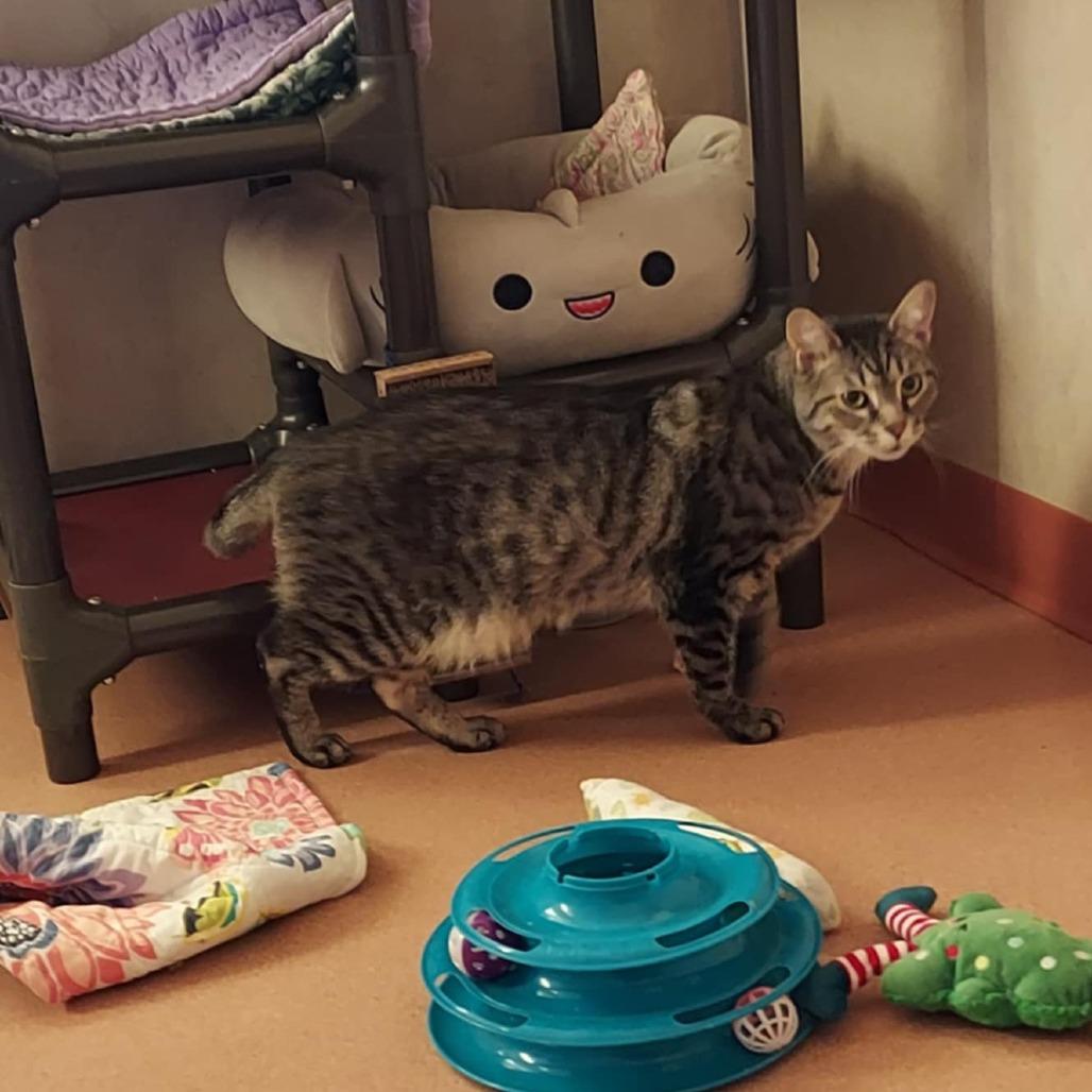 Huff (Huffy Puffy), a Adoptable Domestic Short Hair in Ballston Spa, NY image 1/2