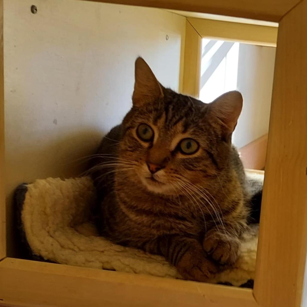 Huff (Huffy Puffy), a Adoptable Domestic Short Hair in Ballston Spa, NY image 3/3