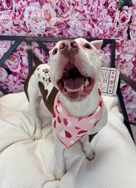 Enlarge LIME, a Adoptable mixed breed in Kalamazoo, MI image 1/1