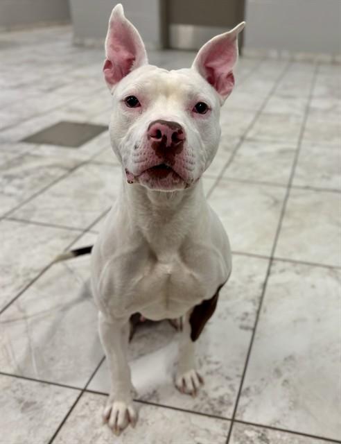 Enlarge LIME, a Adoptable mixed breed in Kalamazoo, MI image 1/1