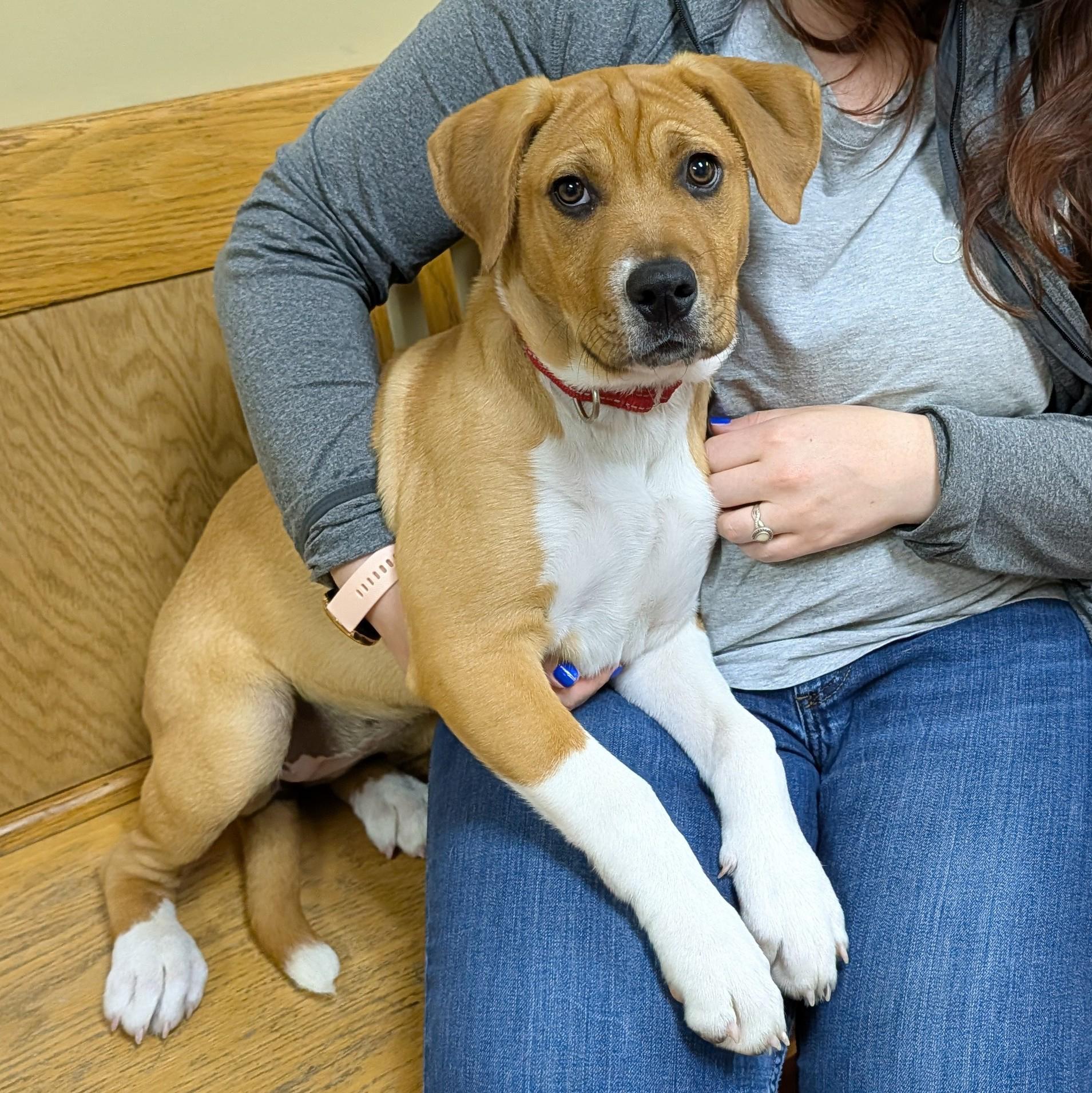 Enlarge Sassy, a ADOPTABLE mixed breed in POTOMAC, MD image 5/6