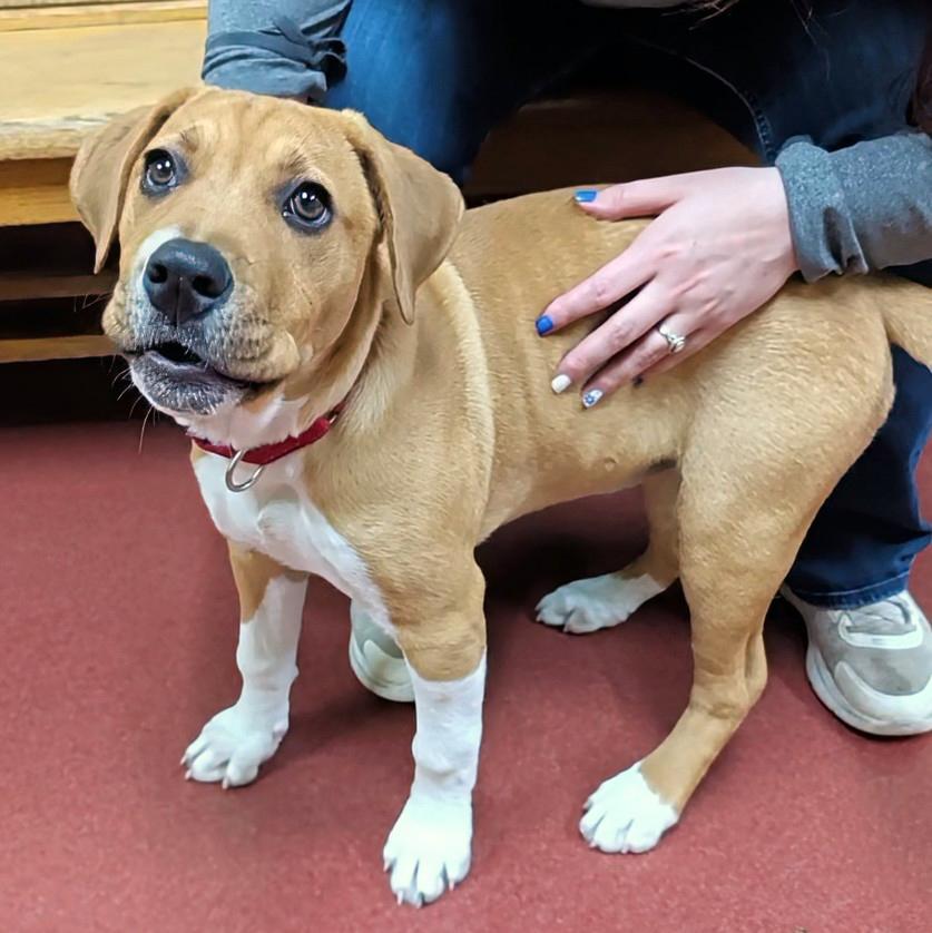 Enlarge Sassy, a ADOPTABLE mixed breed in POTOMAC, MD image 4/6
