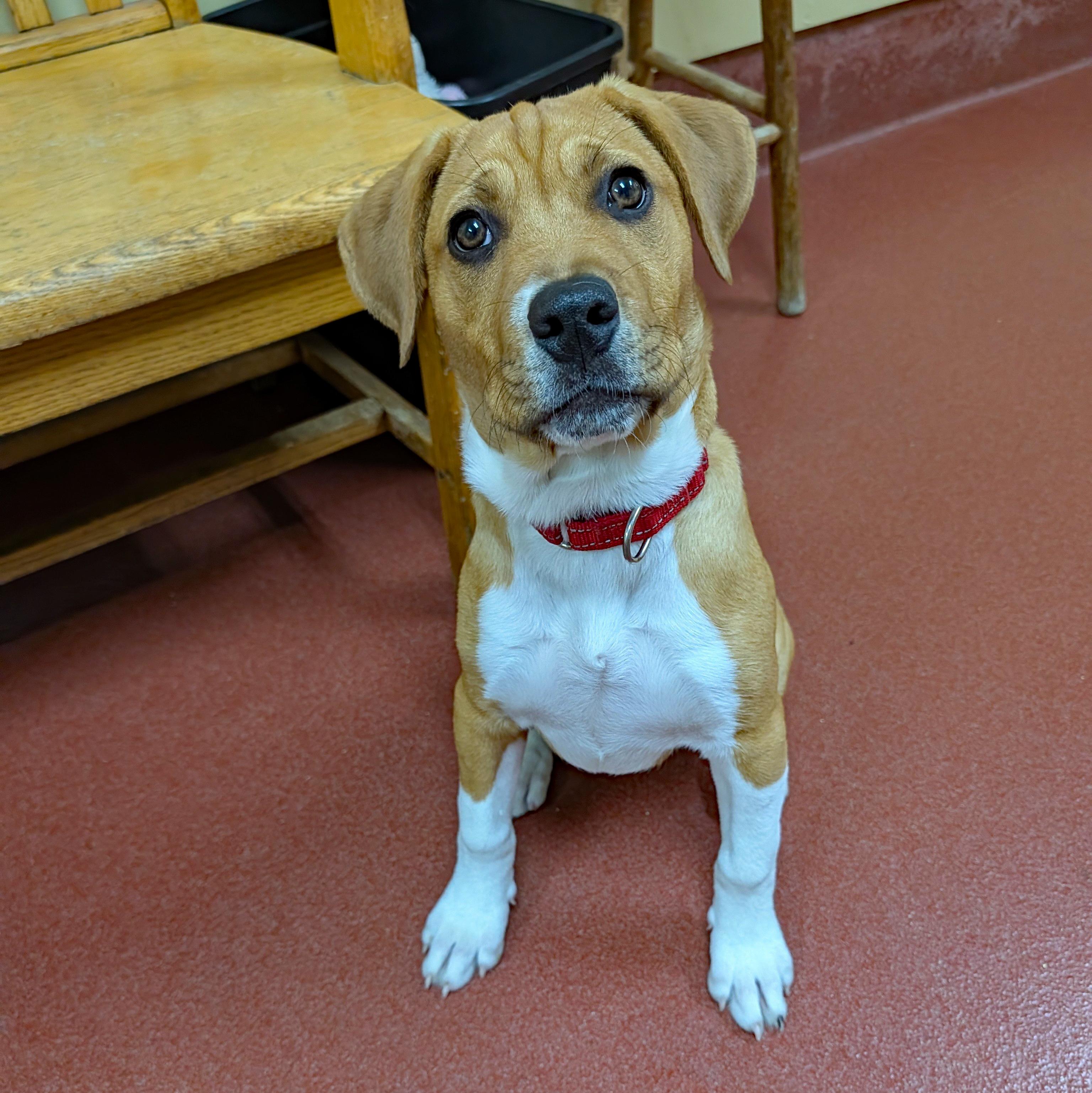Enlarge Sassy, a ADOPTABLE mixed breed in POTOMAC, MD image 6/6