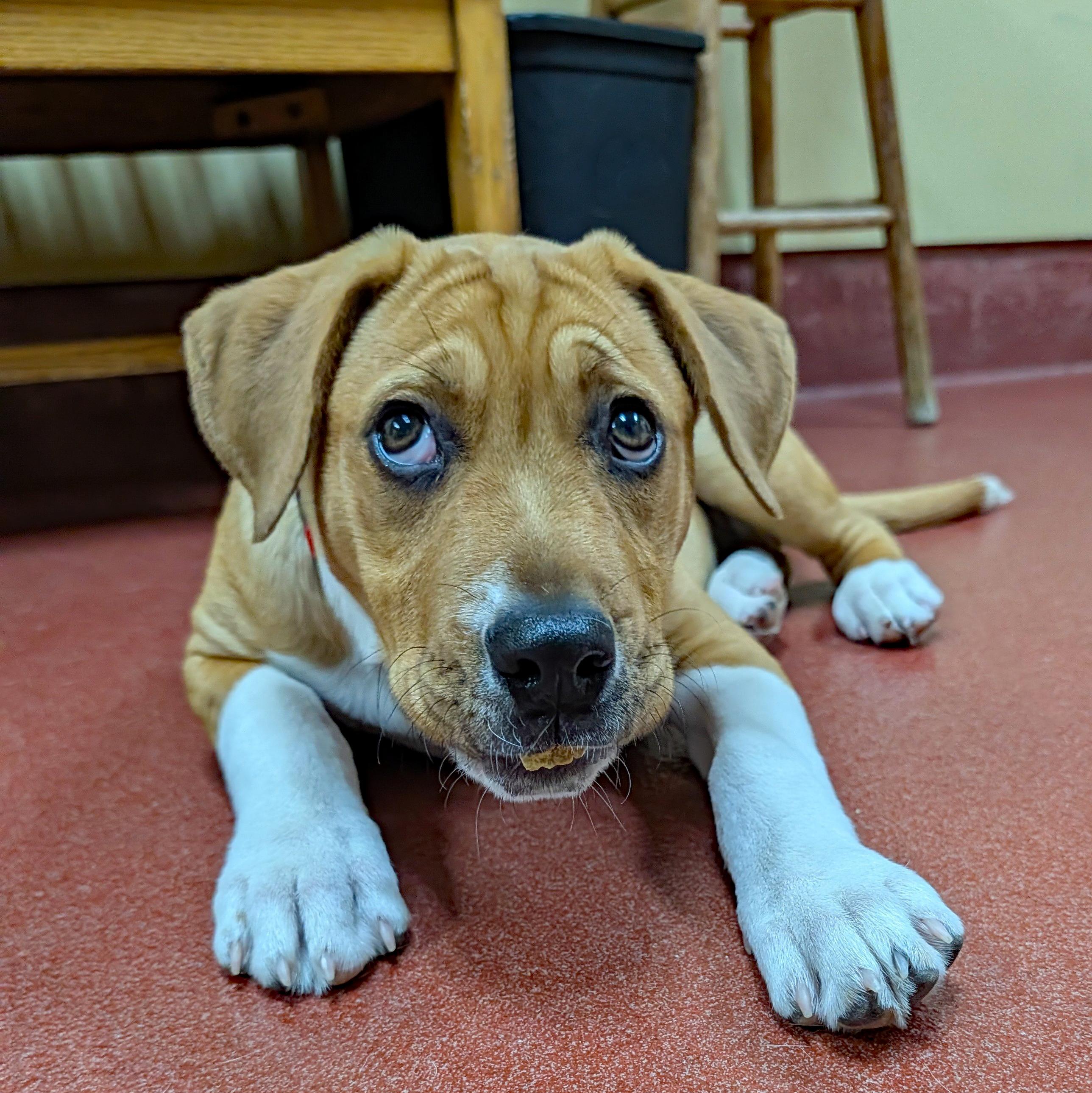 Enlarge Sassy, a ADOPTABLE mixed breed in POTOMAC, MD image 3/6