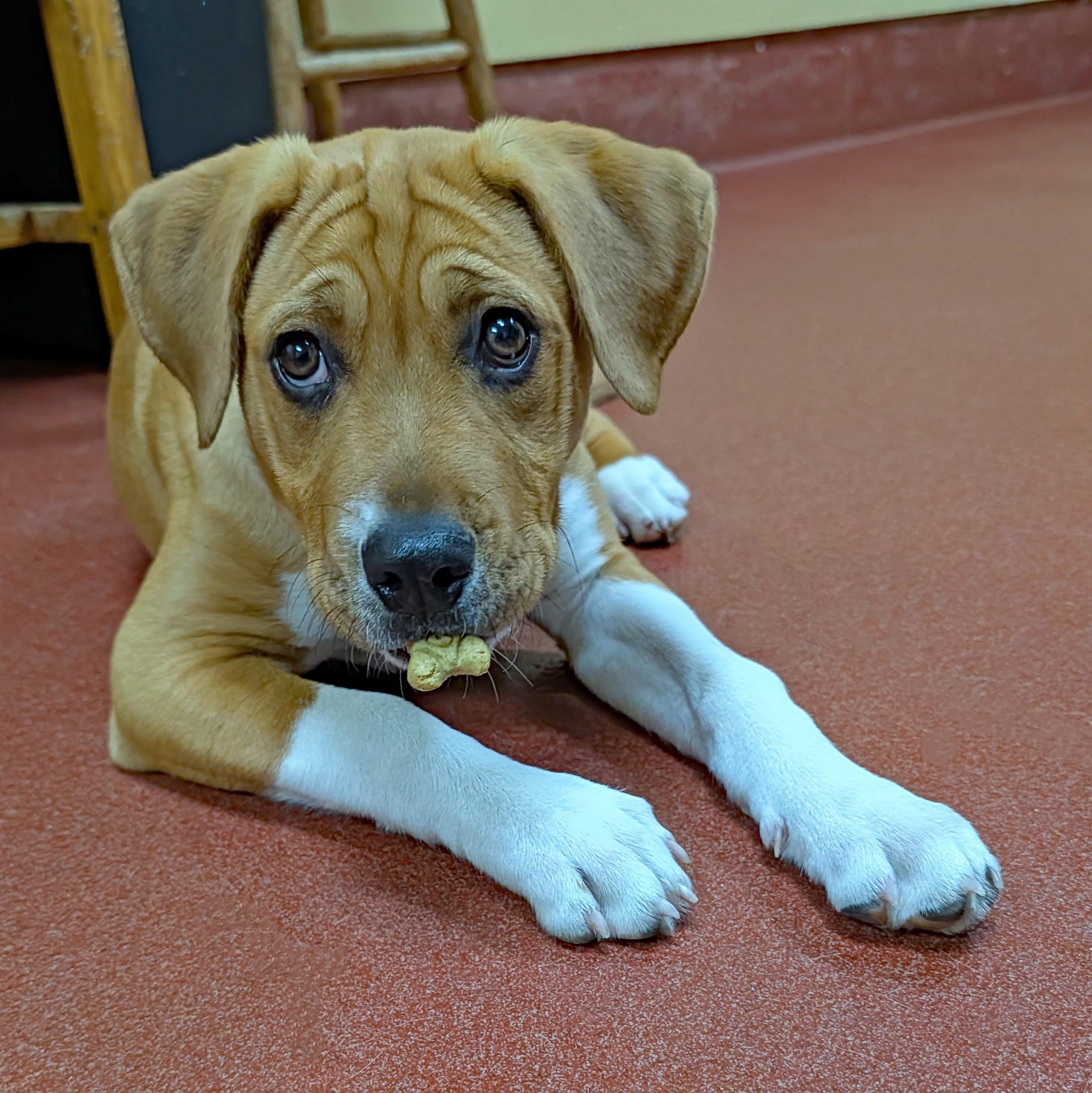 Enlarge Sassy, a ADOPTABLE mixed breed in POTOMAC, MD image 2/6