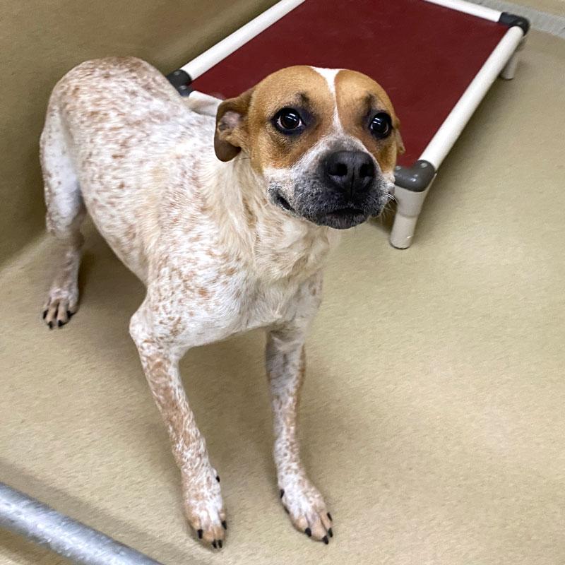 Enlarge Winter #21698, a ADOPTABLE mixed breed in Monroe, GA image 2/3