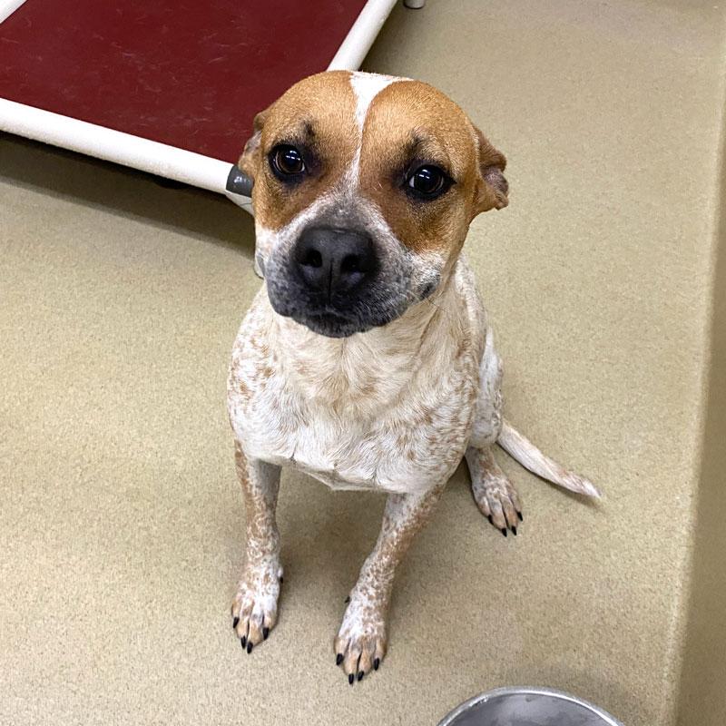 Enlarge Winter #21698, a ADOPTABLE mixed breed in Monroe, GA image 3/3