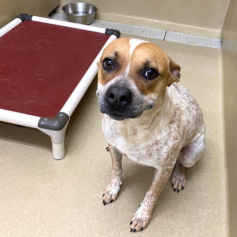 Winter #21698, ADOPTABLE, Adult Female Pointer & Cattle Dog.