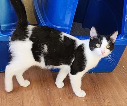 Cruz, ADOPTABLE, Young Male Domestic Short Hair & Tuxedo.
