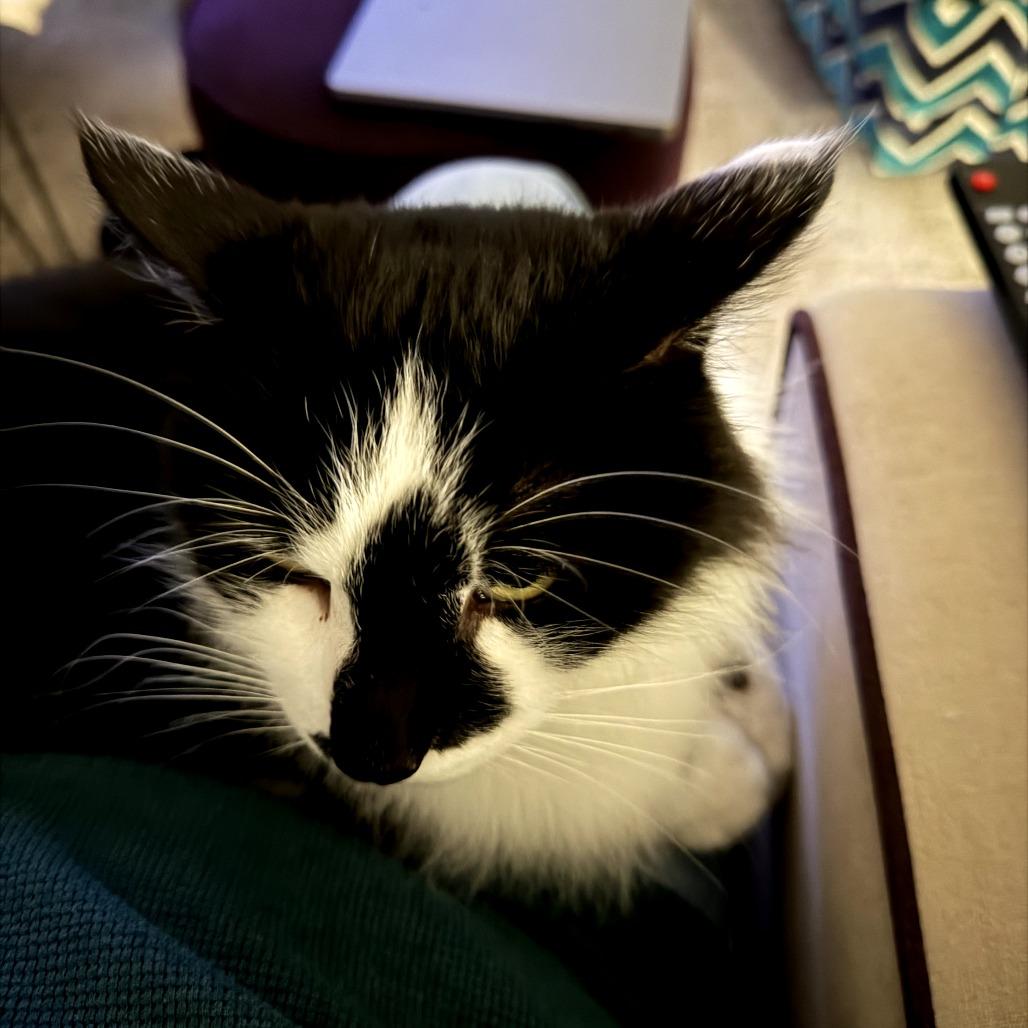 Tigger, Adoptable, Senior Male Domestic Long Hair.