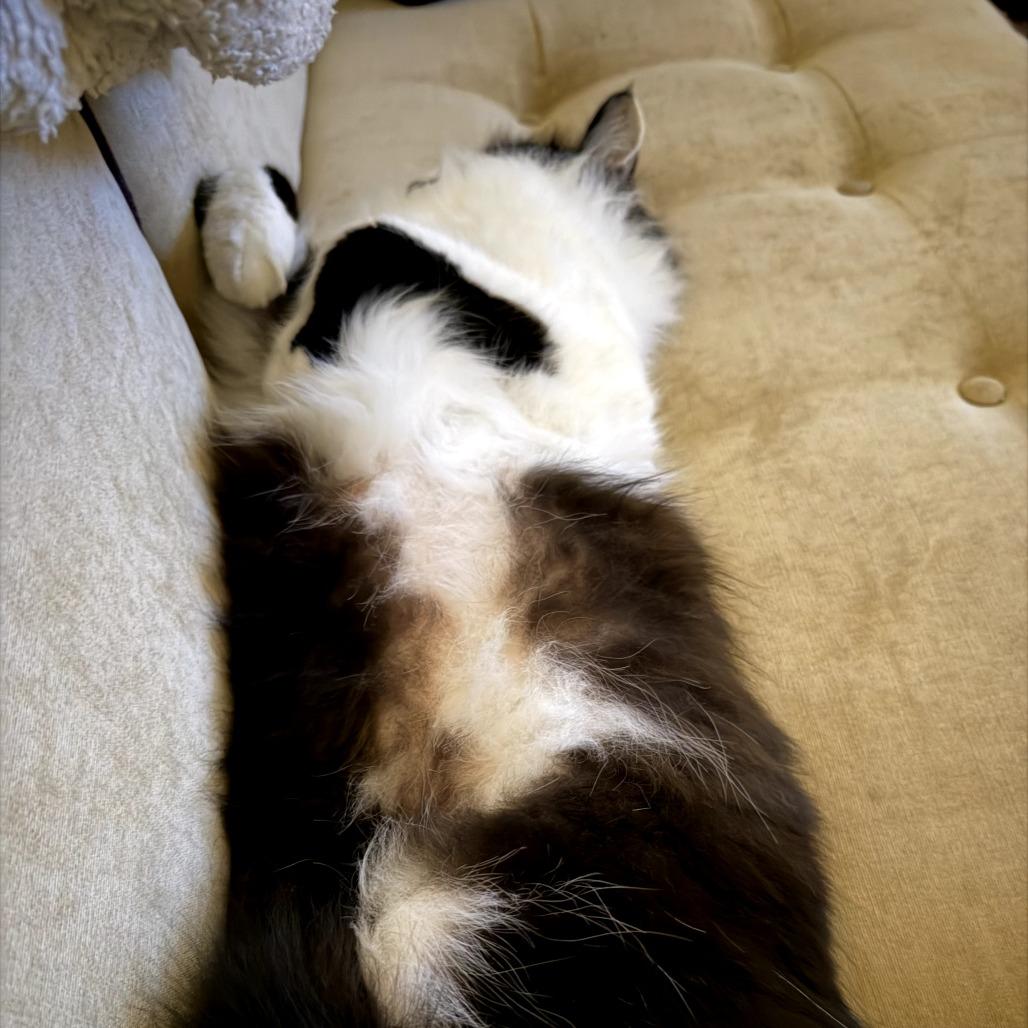 Enlarge Tigger, a Adoptable Domestic Long Hair in Ojai, CA image 2/6