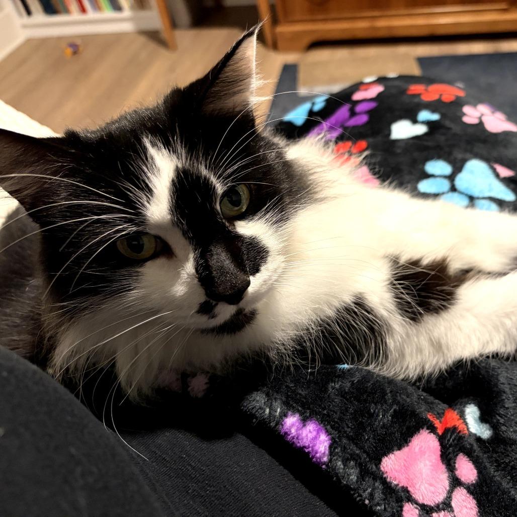 Enlarge Tigger, a Adoptable Domestic Long Hair in Ojai, CA image 5/6