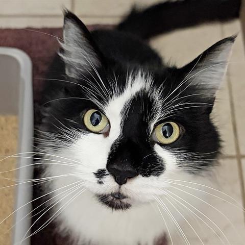Enlarge Tigger, a Adoptable Domestic Long Hair in Ojai, CA image 6/6