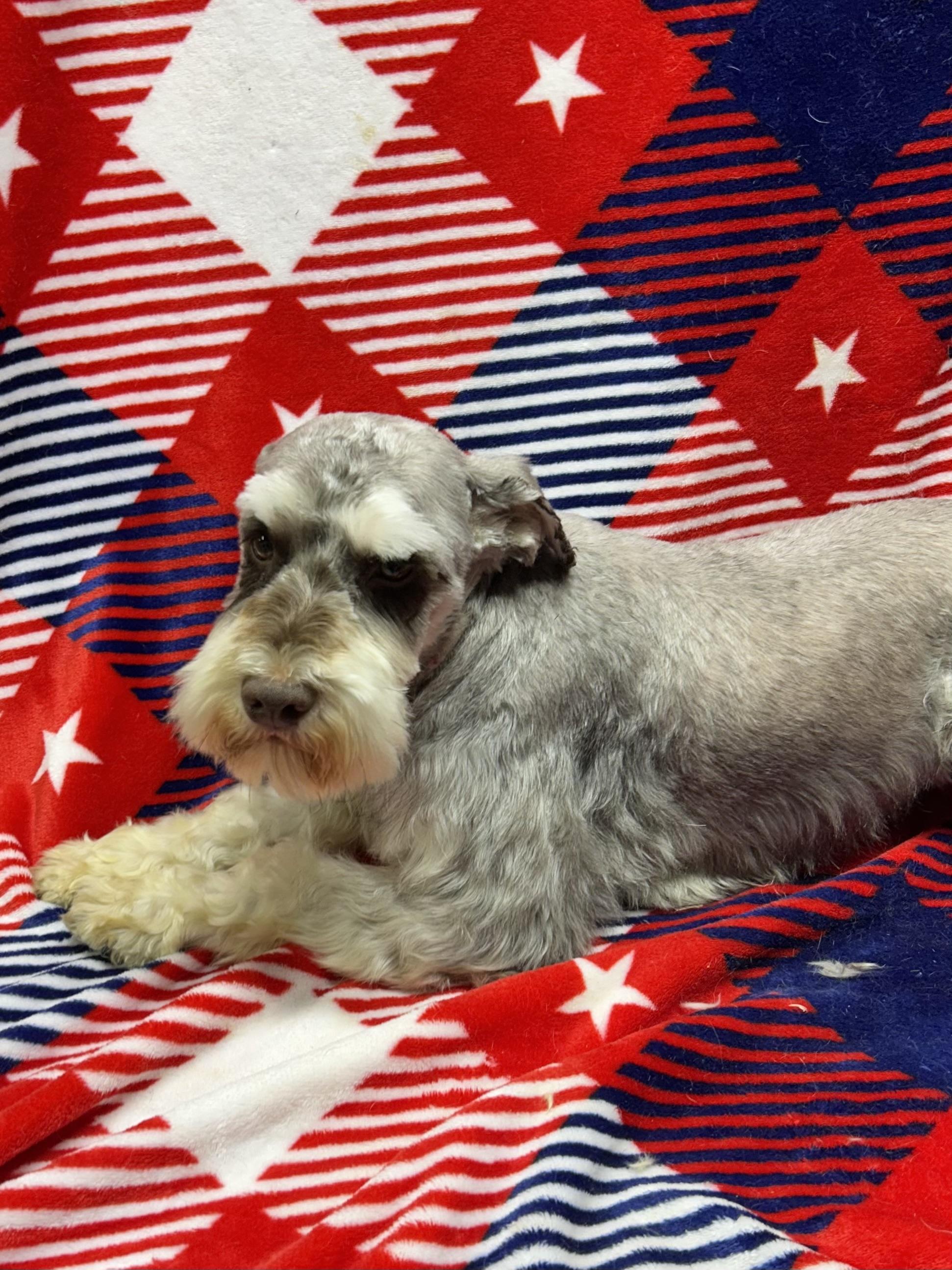 FRANKIE, an adopted Schnauzer in Elyria, OH image 2/6
