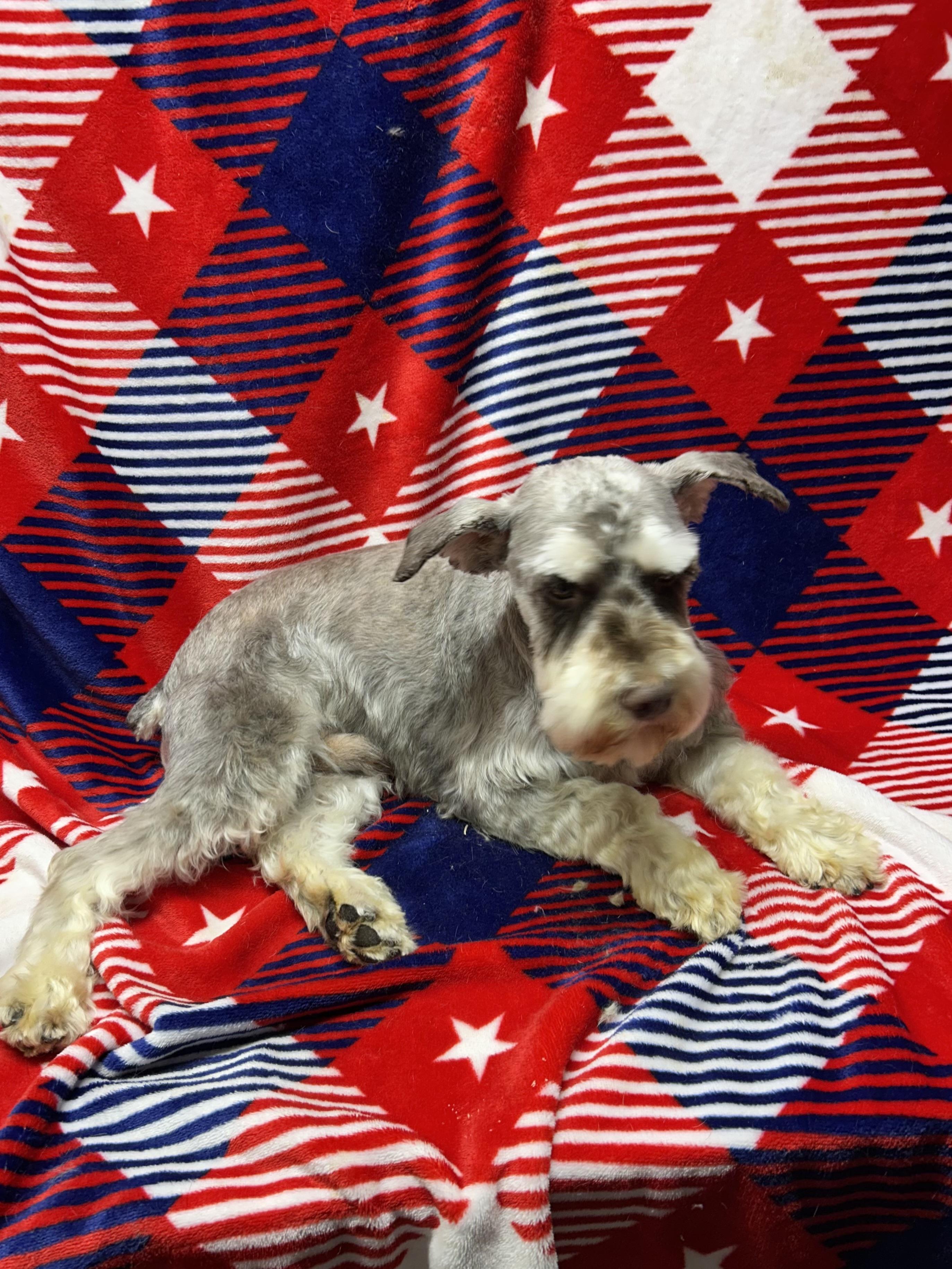 FRANKIE, an adopted Schnauzer in Elyria, OH image 3/6
