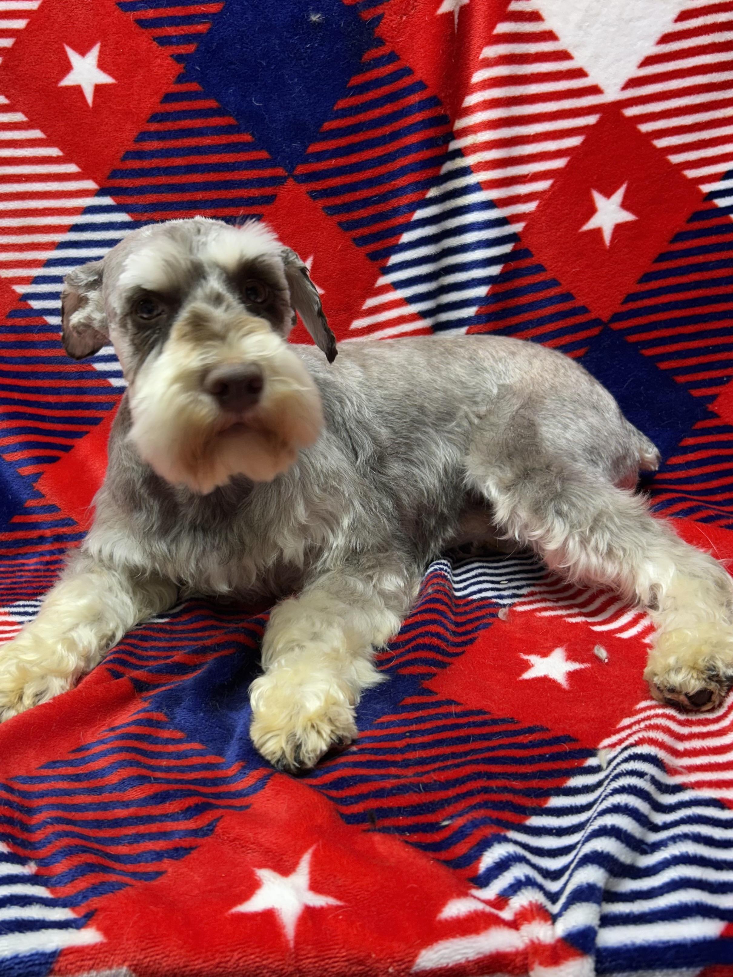 FRANKIE, adopted, Adult Male Schnauzer.