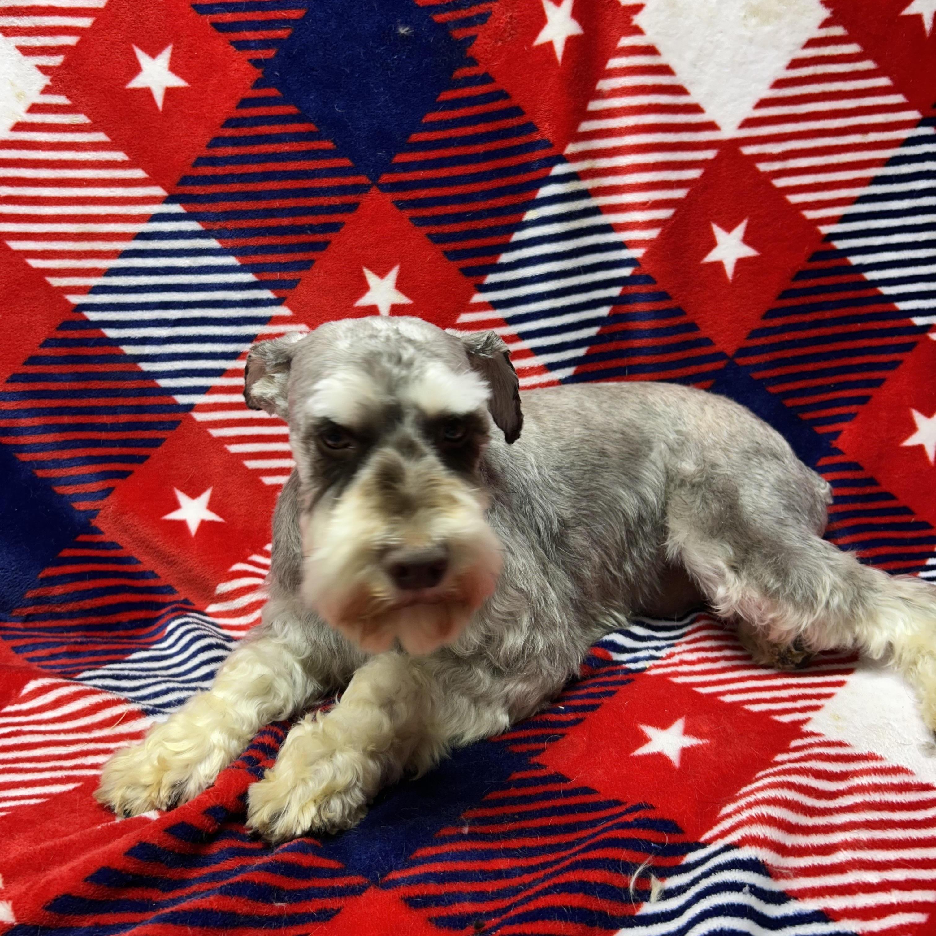 FRANKIE, an adopted Schnauzer in Elyria, OH image 4/6