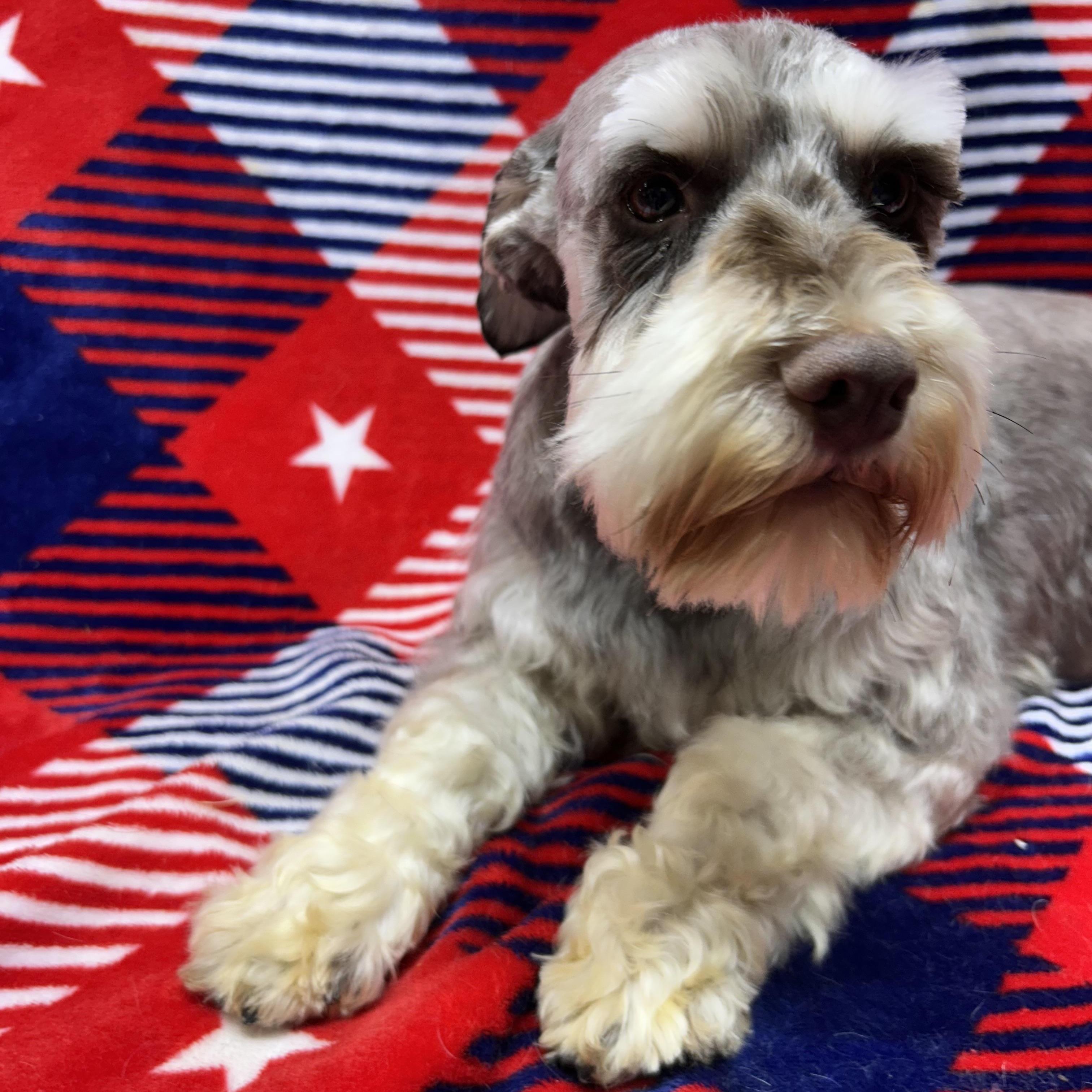FRANKIE, an adopted Schnauzer in Elyria, OH image 5/6
