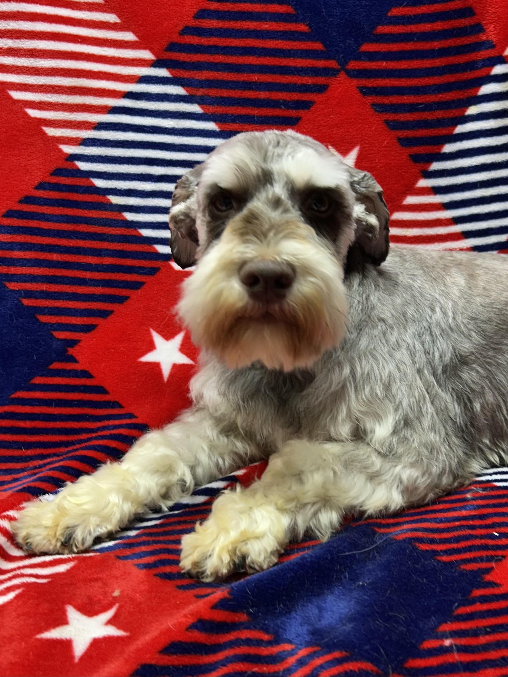 FRANKIE, an adopted Schnauzer in Elyria, OH image 6/6