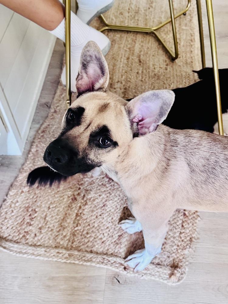 Indie, Adoptable, Puppy Female American Staffordshire Terrier & Siberian Husky.