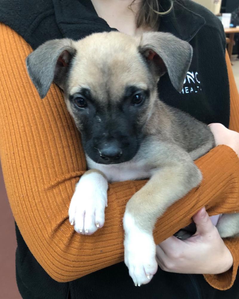 Enlarge Indie, a Adoptable mixed breed in Wake Forest, NC image 4/6