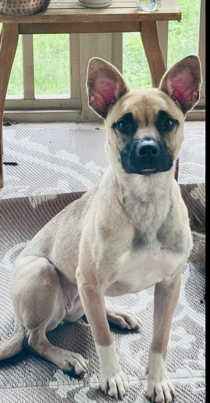 Enlarge Indie, a Adoptable mixed breed in Wake Forest, NC image 5/6