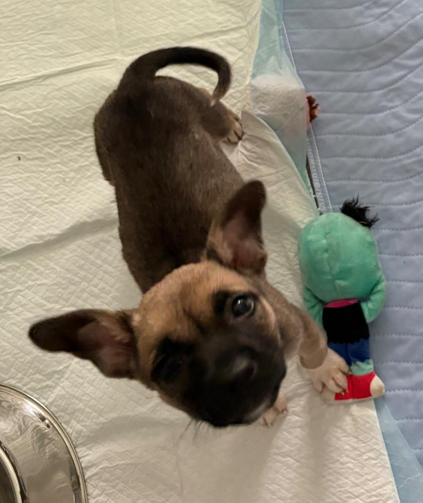 Enlarge Indie, a Adoptable mixed breed in Wake Forest, NC image 6/6