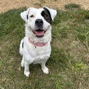 Enlarge Pina Colada, a Adopted mixed breed in Worcester, MA image 2/3