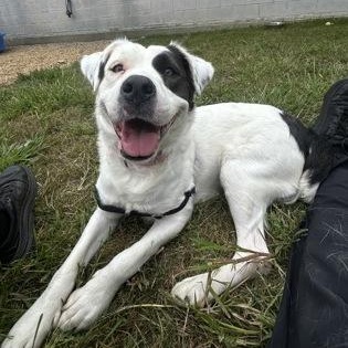 Enlarge Pina Colada, a Adopted mixed breed in Worcester, MA image 3/3