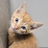 Gomez Addams, Adoptable, Kitten Male Domestic Short Hair.