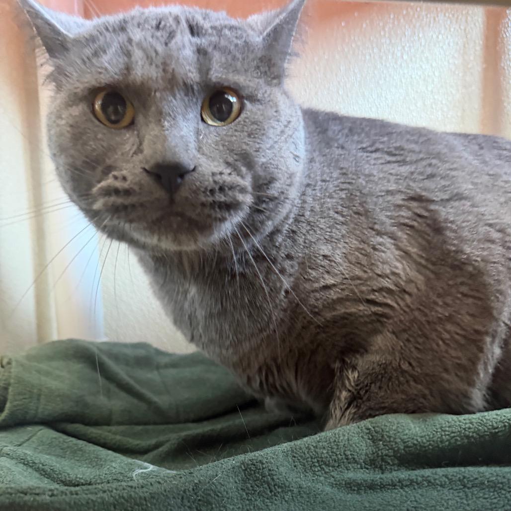 Grey Grey, Adoptable, Adult Male Domestic Short Hair.