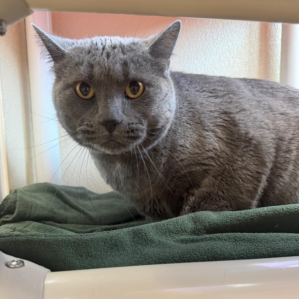 Grey Grey, a Adoptable Domestic Short Hair in Mankato, MN image 2/3
