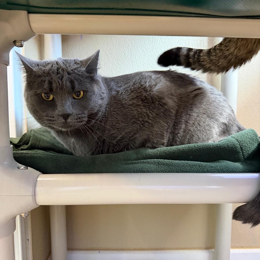 Grey Grey, a Adoptable Domestic Short Hair in Mankato, MN image 3/3